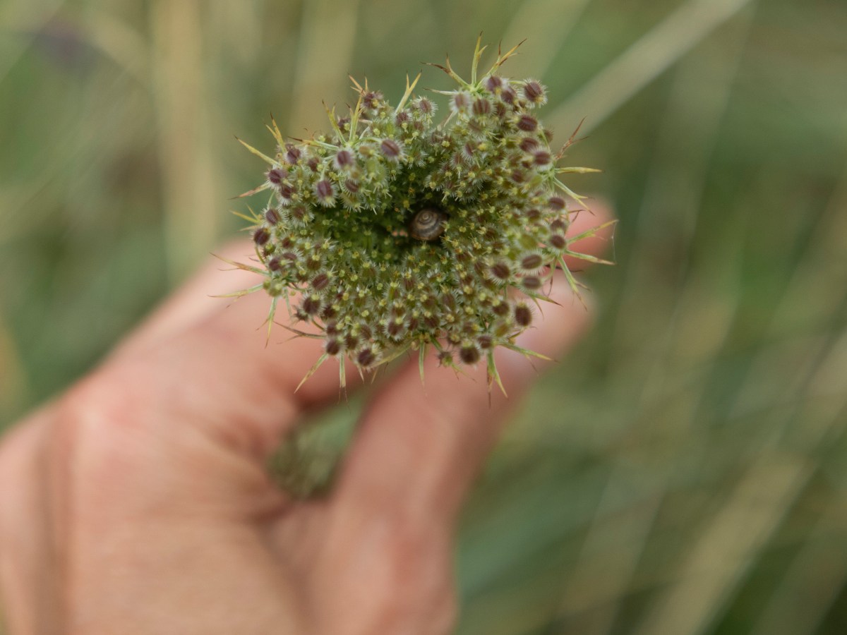 Wisdom and Research Practice – A Living&nbsp;Lab